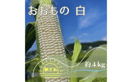 【2027年夏発送予約】生で食べられる白い宝石 中津川産プレミアム 純白とうもろこし おおもの白 4kgセット 朝採り 即日冷蔵発送 数量限定 F4N-2369