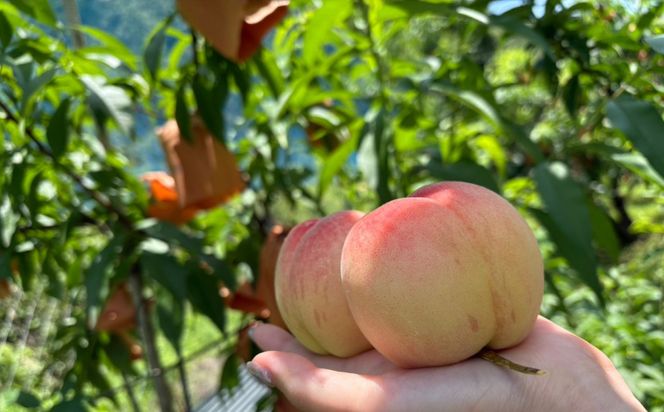 【先行受付】岡山県産白桃2kg＜品種おまかせ＞ | 岡山県産 桃 白鳳 おかやま夢 白麗川中島白桃 白桃フルーツ 果物 高級フルーツ 岡山 桃 お取り寄せ 産地直送 国産フルーツ 人気 数量限定 旬の果物 甘い ジューシー 芳醇 みずみずしい もも 先行予約