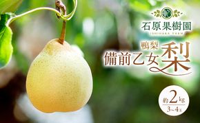 梨 2026年 先行予約 備前乙女梨（鴨梨） 3～4玉 合計約2kg【11月下旬～12月中旬頃発送】 ナシ なし 岡山県産 国産 フルーツ 果物 ギフト 石原果樹園 