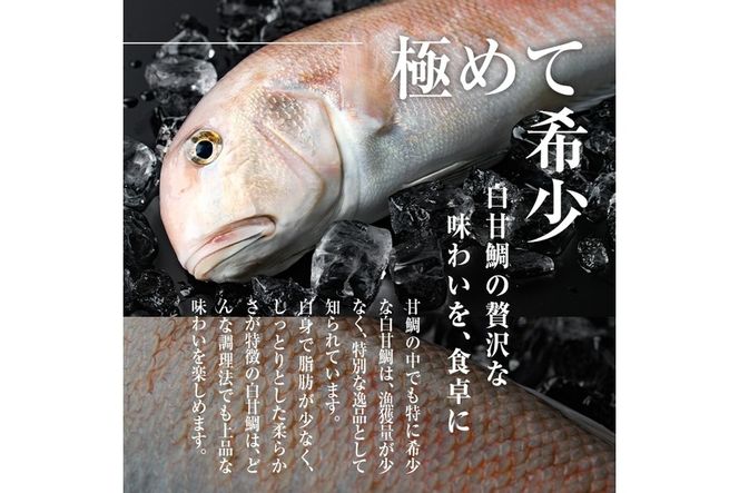 白甘鯛 幻の 高級魚 (1尾・1-1.2kg) 魚 鮮魚 甘鯛 冷蔵 シロ アマダイ 鯛 高級 大分県 佐伯市 【FZ007】【波平食堂】