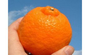 【2027年先行予約】ポンカン[約5kg]和歌山県有田産 春みかん (果実サイズおまかせ) 春柑橘 紀伊国屋文左衛門本舗_V7407