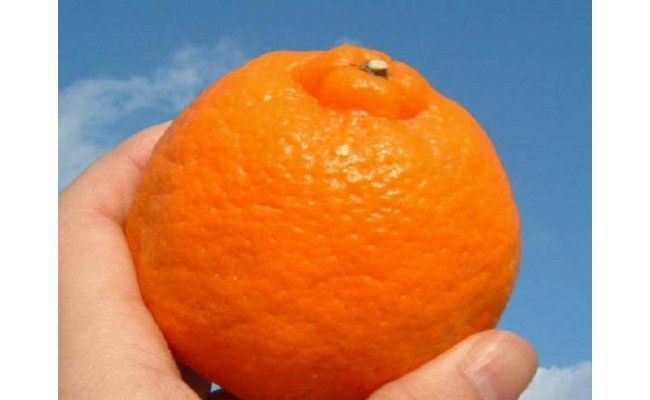 【2027年先行予約】ポンカン[約5kg]和歌山県有田産 春みかん (果実サイズおまかせ) 春柑橘 紀伊国屋文左衛門本舗_V7407
