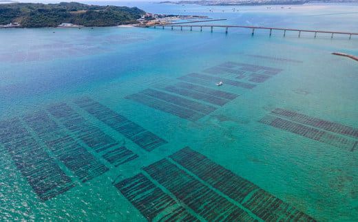 フコイダンゼリー　シークヮーサー味　7包入り2箱