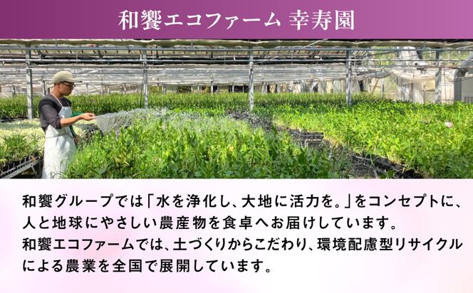 【 30セット 限定 】 デンファレ （ 洋蘭 ） 5本 立ち 《糸島》【和饗エコファーム株式会社】 蘭 洋蘭 デンファレ 花 インテリア お祝い 贈り物 [AVI003]