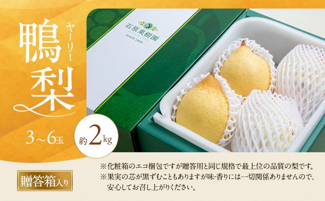 梨 2026年 先行予約 鴨梨（ヤーリー）3～6玉 合計約2kg 贈答箱【11月下旬～12月中旬頃発送】 ナシ なし 岡山県産 国産 フルーツ 果物 ギフト 石原果樹園 風味豊か 上品 希少な梨 