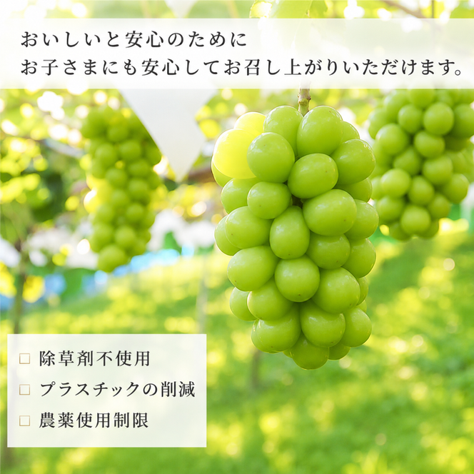 【2026年12月～発送】冷蔵貯蔵 シャインマスカット 2房 約1kg ぶどう ブドウ 葡萄 マスカット 果物 フルーツ 長野県 長野 山ノ内町