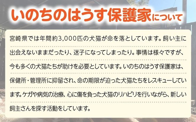 保健所犬猫レスキュー【返礼品なしのご寄附】犬 猫 保護 レスキュー 動物愛護 返礼品なし ペット 保護犬 保護猫 支援 応援 ボランティア_kn101-003