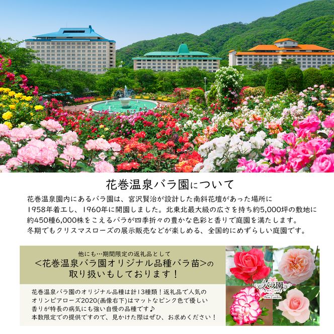 <色で選べる♪>花巻温泉バラ園で育った「バラ中苗」5号サイズ -ピンク-<2026年3月より発送> 【1857】