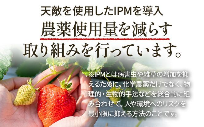 あまおう 約1100g（約275g×4パック） （先行受付／2025年3月下旬以降順次発送予定）いちご 苺 福岡高級 フルーツ お取り寄せ ご当地グルメ 福岡土産 取り寄せ グルメ 福岡県 食品 社会福祉法人 猪位金福祉会