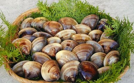 糸島産 天然 はまぐり 10個 (2個×5P) 糸島市 / ひろちゃんカキ 蛤 ハマグリ [AJA017] はまぐり ハマグリ 蛤 天然 福岡 糸島 海産物 海の幸 冷凍 魚介類 貝 貝類