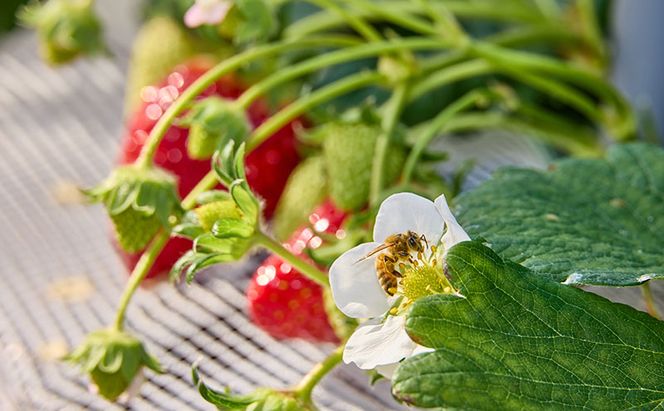 いちご狩り40分食べ放題 中学生以上2名 いちご狩り 食べ放題 40分 いちご イチゴ 苺 観光 レジャー 兵庫県 加西市