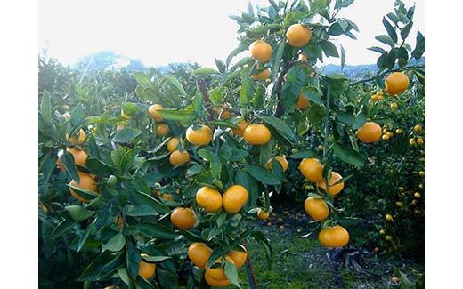 【先行予約】【秀品】有田みかん 約3kg（L・M・Sサイズ おまかせ）和歌山県産 ｜みかん ミカン 和歌山 由良 フルーツ 果物 柑橘 和歌山県産 お取り寄せ 人気 