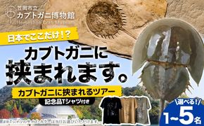 カブトガニに挟まれるツアー 記念品Tシャツ付き 選べる人数 1名 2名 3名 4名 5名 カブトガニ博物館《寄附お申し込み約1週間後にご連絡差し上げます(土日祝除く)》岡山県 笠岡市 カブトガニ 博物館 チケット ツアー 送料無料---K-77---