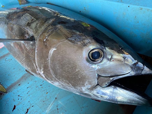 青森県鰺ヶ沢町産 天然本マグロ（冷凍、赤身2サク、約350g） 魚貝類 鮪 まぐろ漁師が釣ったマグロの王様世界自然遺産「白神山地清流メジマグロあっさり 