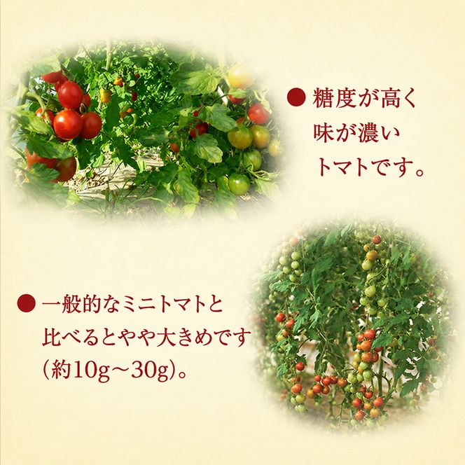 [2026年発送][栽培期間中 農薬・化学肥料不使用] 北海道 仁木町産 ミニトマト エコスイート 1.2kg×4箱 サイズ混載 トマト野菜 やさい  [Farm Watanabe]