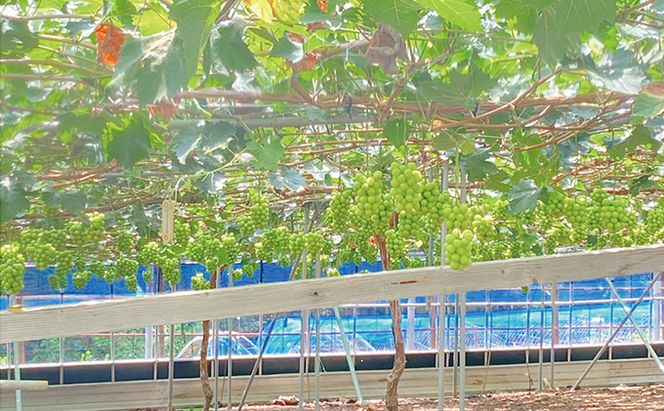 ぶどう 2026年 先行予約 シャイン マスカット 晴王 1房 約600g ブドウ 葡萄  岡山県産 国産 フルーツ 果物 ギフト デザート 食後 酸味が少ない 産地直送 