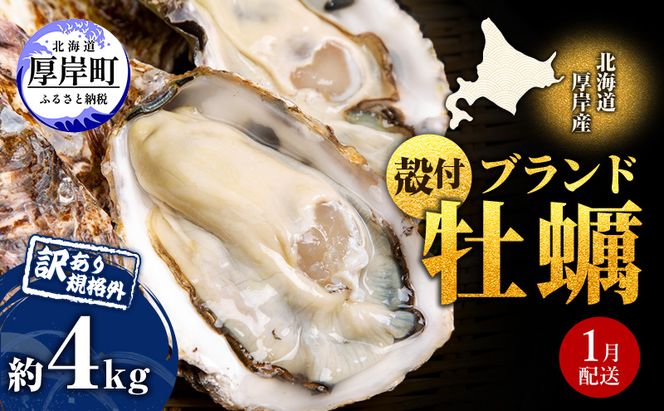 1月配送 訳あり 牡蠣 北海道厚岸産 殻付カキ 約4kg (25から50個) カキナイフ付 生食 生牡蠣 貝付き牡蠣 貝 海鮮 魚介類 殻付き牡蠣 マルえもん