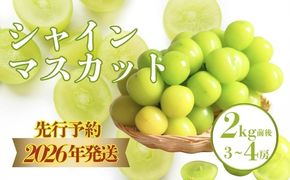【2026年先行予約】小林農園 シャインマスカット3～4房（2kg前後） CQ001｜山梨　都留　ぶどう　ブドウ　葡萄　シャインマスカット