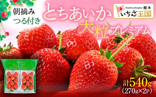 【先行予約】いちご とちあいか つる付き 大粒プレミアム 2パック ※2027年2月～発送