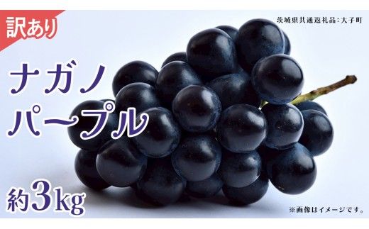 【 訳あり 】ナガノパープル 3kg 【2026年9月上旬発送開始】(茨城県共通返礼品：大子町) ぶどう 葡萄 ブドウ 果物 フルーツ 果実　 わけあり ワケあり ご自宅用 ご家庭用 自分用