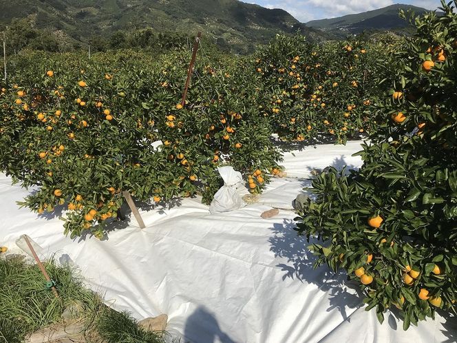 マルチ栽培 有田 みかん 小玉ちゃん 等級混合 2.2kg 南泰園 BS680