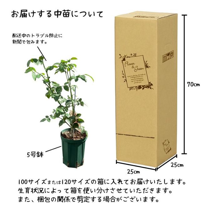 <色で選べる♪>花巻温泉バラ園で育った「バラ中苗」5号サイズ -ピンク-<2026年3月より発送> 【1857】