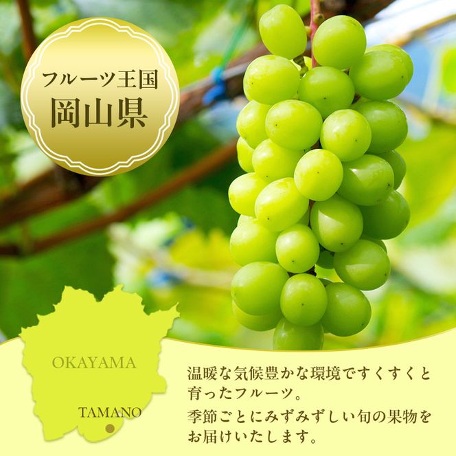 フルーツ 定期便 2026年 先行予約 フルーツ王国 岡山を堪能 5回コース 桃 もも 葡萄 ぶどう 梨 なし岡山県産 国産 果物 セット ギフト 桃太郎ぶどう ニューピオーネ シャインマスカット あたご梨 