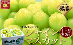 【ふるプレ限定品】【2027年発送分 先行予約】頬張る幸福感　～緑の宝石・シャインマスカット～　１．５ｋｇ以上（２～３房） フルーツ 山梨県産 果物 シャイン マスカット ぶどう ブドウ 大粒 種なし 種無し 先行予約 富士川町