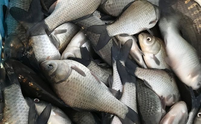佐屋川　へらぶな釣り感謝券10000円 体験チケット 体験型 フィッシング 釣り体験 アクティビティ お出かけ レジャー 