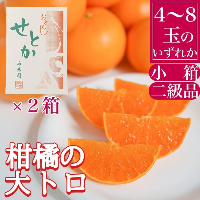 ［2箱セット］ちょっと 傷あり ハーフ 化粧箱 柑橘の大トロ ハウス せとか 4 ～ 8玉入 × 2箱 南泰園 BS169