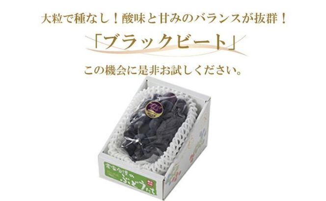 ぶどう 2026年 先行予約 ブラックビート 約700g×1房 ブドウ 葡萄 岡山県産 国産 フルーツ 果物 ギフト 岡山のぶどう 岡山の果物 デザート 食後 種無し 大粒 甘味 酸味 バランス