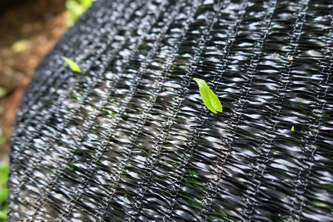 【数量限定】農林水産大臣賞受賞者　下岡清富×谷勝谷健士×谷口悟司　コラボ宇治茶〈限定 お茶 茶 煎茶 緑茶 茶葉 玉露 かぶせ茶 コラボ 詰合せ 最高茶師 大臣賞 飲料 加工食品〉 