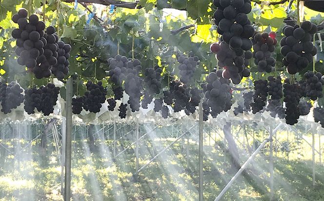 【2026年9月～発送】ぶどう ぶどうの宝石箱  岡田さんおまかせ詰め合わせ家庭用粒入れ約1.5kg 山ノ内町産 ブドウ 葡萄