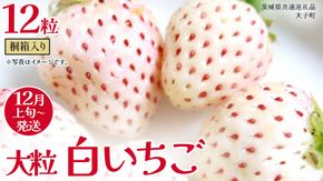 桐箱入り 大粒 白いちご 12粒【2025年12月上旬発送開始】(茨城県共通返礼品：大子町) いちご 苺 果物 フルーツ 果実