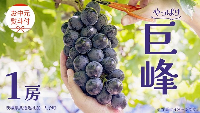 y錧vszy  ltz  P[ y2026N8{Jnz(錧ʕԗiFq) Ԃǂ  uhE t[c ʕ XC[c Mtg p 蕨 v[g