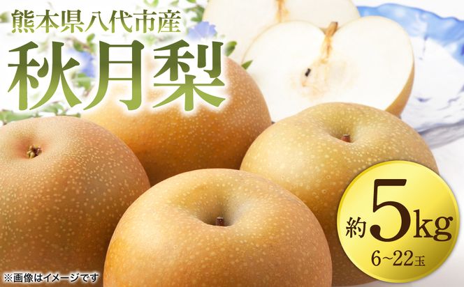 【先行予約】 秋月梨 約5kg (6～22玉)  梨 なし ナシ フルーツ くだもの 果物 旬 熊本県 八代市 【2026年8月下旬より順次発送】