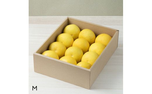 【先行予約】☆至高の柑橘　高知産 土佐文旦☆ M  12玉入【家庭用】〈2027年1月下旬頃より順次発送〉/ 柑橘 フルーツ 先行予約 ぶんたん ブンタン 果物 お取り寄せ【TAMURAKAJUEN】