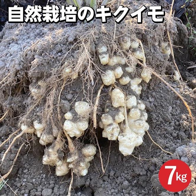 【期間限定】自然栽培のキクイモ 7kg 京都 亀岡産 かたもとオーガニックファームよりお届け《菊芋 野菜 産地直送 国産 健康 食品 ダイエット 芋》 ※2024年11月上旬～2025年3月下旬頃に順次発送予定 ※離島への配送不可