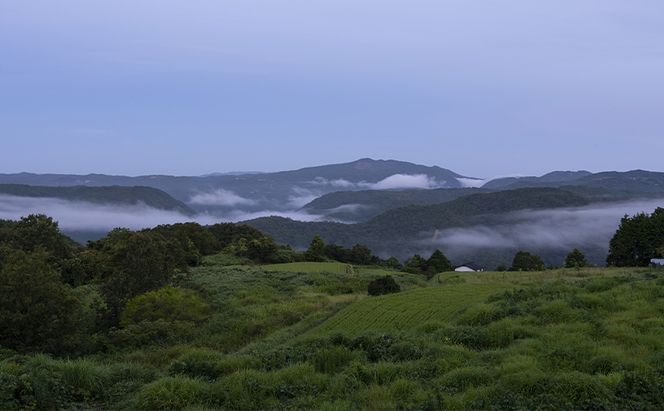 【2026年先行予約】 ぶどう 岡山県産 シャインマスカット  1房箱（約800g） 《2026年10月中旬-11月下旬頃出荷》 葡萄 ブドウフルーツ 果物 スイーツ 数量限定 期間限定 岡山 里庄町 ブドウ ぶどう 葡萄