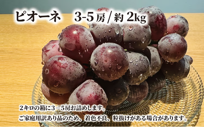 【2026年先行予約】訳あり ピオーネ /約2.0kg~ (岡山県産) / ぶどう ブドウ 葡萄 ピオーネ 先行予約 フルーツ 果物 真庭市 フルーツ王国 きよとう果樹園 訳アリ【KF-B068-03】