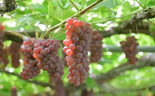 FYN9-630 山形県 西川町産 デラウェア 2kg(12～16本) L～2L 箱詰め 2026年8月中旬から順次発送 葡萄 ぶどう 種無し 果物 くだもの フルーツ 自宅 家庭