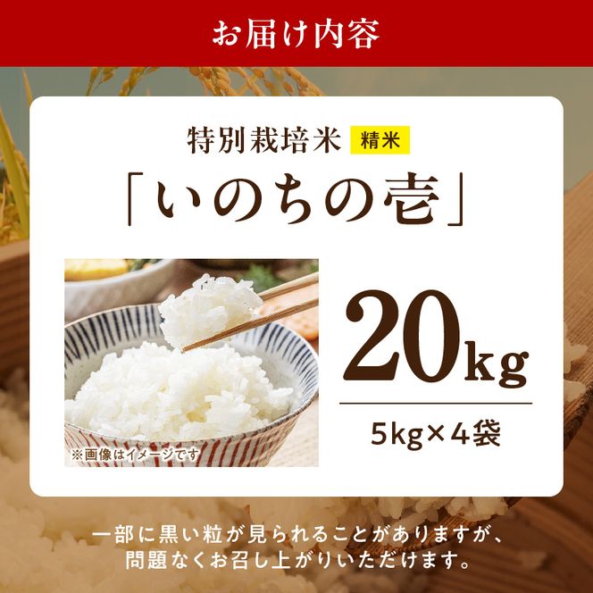 【R8年産新米 先行受付】特別栽培米「いのちの壱」（20kg）＜農家直送＞ ［208K04］ 希少米 20kg 米 新米 精米 白米 ご飯 国産 産地直送 甘い 粘り強い もちもち お取り寄せ こだわり米 愛知県 小牧市 送料無料