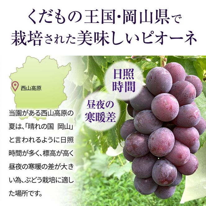 訳あり 辻葡萄園 の ピオーネ 約2kg ご家庭用 岡山県産 ぶどう 葡萄 果物 フルーツ 2026年 先行予約 果物類 数量限定
