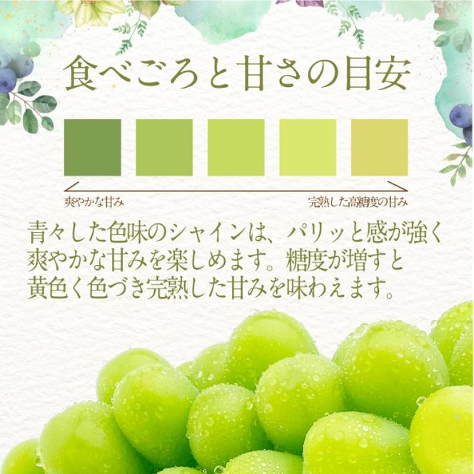 ぶどう 2026年 先行予約 【プレミアムシャインマスカット 晴王 1房 約650g】船穂産 赤秀品以上  岡山県産 葡萄 ブドウ ギフト ハレノフルーツ 皮ごと食べる みずみずしい 