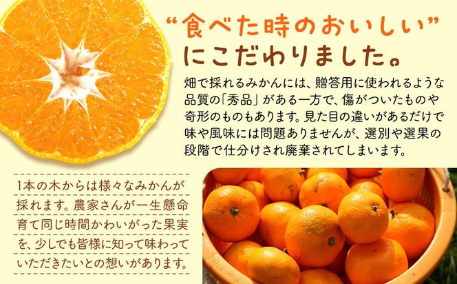 みかん うま採り 箱込約 2.5kg（内容量2.3kg） 光センサー選別 みかんの会厳選 サイズミックス 和歌山県産 産地直送 【みかんの会】［2026年11月中旬より順次出荷予定］AX423