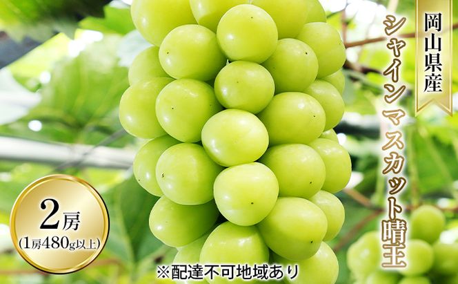 ぶどう 2026年 先行予約 シャイン マスカット 晴王 2房入り（1房 480g以上 ハウス栽培） ブドウ 葡萄  岡山県産 国産 フルーツ 果物 ギフト 