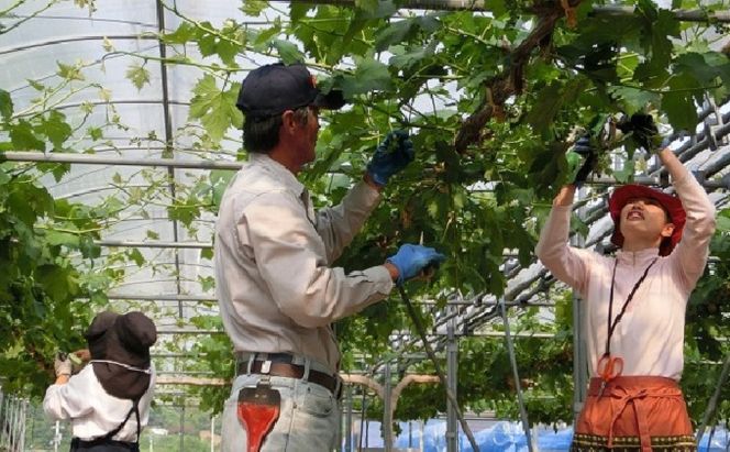 ぶどう 2027年 先行予約 ひらた農園 贈答用 岡山県産 加温ハウス栽培 ニューピオーネ 2房（1房750g前後） 果物 ぶどう フルーツ 