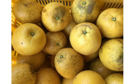 【訳あり】《中身で勝負》絶対的自信の河内晩柑（愛南ゴールド）7.5kg (なくなり次第終了)