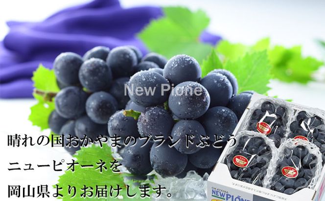 ぶどう 2026年 先行予約 ニュー ピオーネ 3房～6房 約1.5kg ブドウ 葡萄  岡山県産 国産 フルーツ 果物 ギフト 果物類 