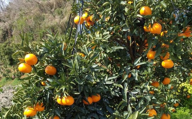 【先行予約】【数量限定】【特選】＼農園直送／愛媛県産せとか 約3kg ※離島への配送不可（2026年2月下旬より順次発送） IKTV010